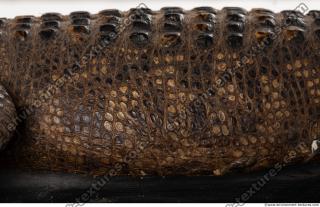 crocodil skin 0004